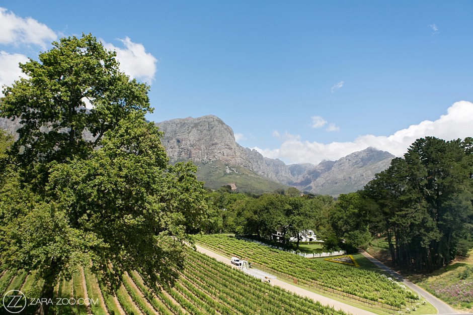 Molenvliet Wine Estate Stellenbosch